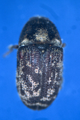 ash bark beetle (Hylesinus varius ) on European ash (Fraxinus excelsior ) - 2515021