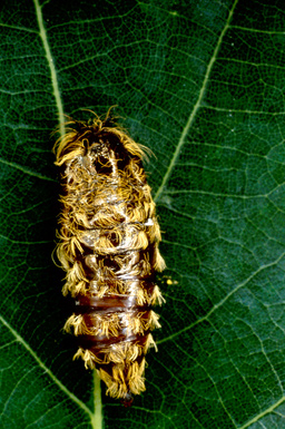 nun moth (Lymantria monacha ) on oak (Quercus spp. ) - 2515026