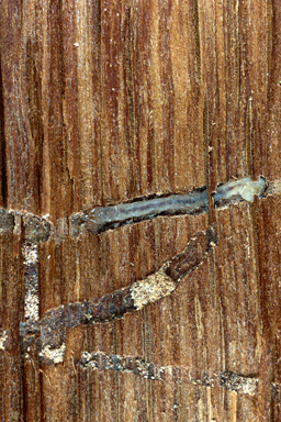 oak splendour beetle (Agrilus biguttatus ) on English oak (Quercus robur ) - 2515034