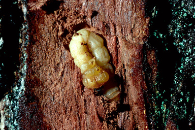 oak splendour beetle (Agrilus biguttatus ) on English oak (Quercus robur ) - 2515038