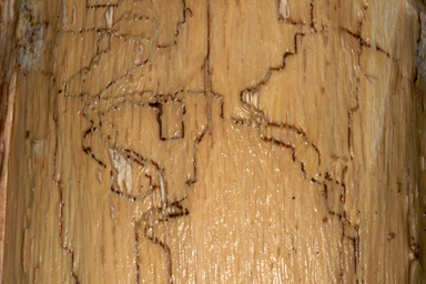 oak splendour beetle (Agrilus biguttatus ) on English oak (Quercus robur ) - 2515039