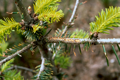 large brown trunk beetle (Hylobius abietis ) on European silver-fir (Abies pectinata ) - 2515047