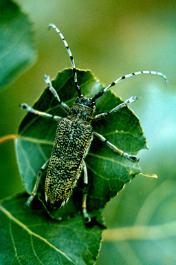 poplar borer (Saperda carcharias ) on aspen/poplar (Populus spp. ) - 2515061