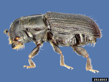southern pine beetle, Dendroctonus frontalis  (Coleoptera: Curculionidae) - 2516003