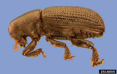 bark beetle, Hylastes salebrosus  (Coleoptera: Curculionidae) - 2516005