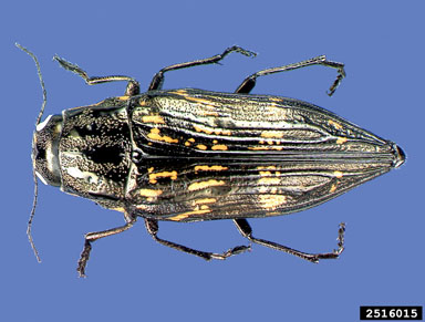 metalic wood-boring beetle, Buprestis consularis  (Coleoptera: Buprestidae) - 2516015