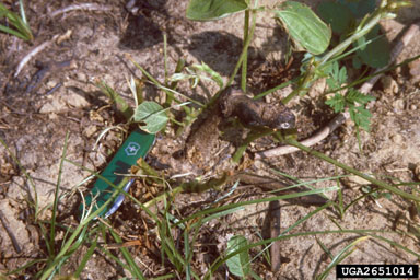 kudzu, Pueraria montana var. lobata (Fabales: Fabaceae (Leguminosae)) - 2651014