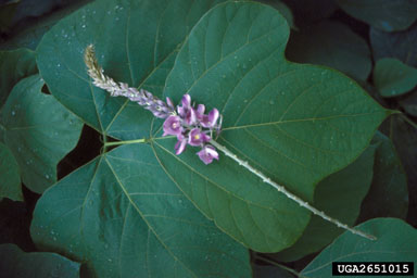 kudzu, Pueraria montana var. lobata (Fabales: Fabaceae (Leguminosae)) - 2651015