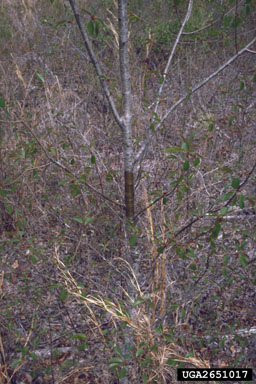 release treatments on black cherry (Prunus serotina ) - 2651017