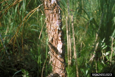 hail (  ) on slash pine (Pinus elliottii ) - 2651023
