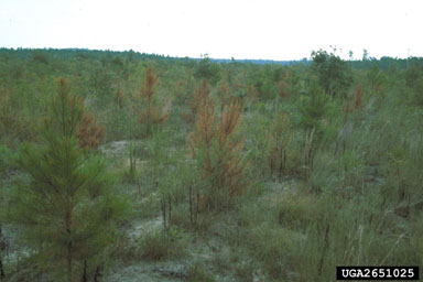 ripping/furrowing/bedding on loblolly pine (Pinus taeda ) - 2651025
