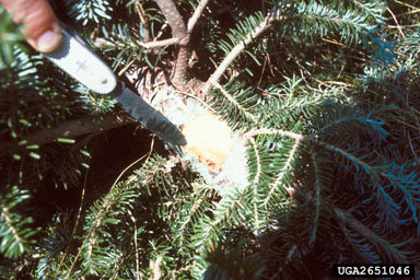 Phytophthora root rot (Phytophthora cinnamomi ) on Fraser fir (Abies fraseri ) - 2651046