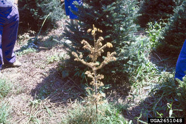 Phytophthora root rot (Phytophthora cinnamomi ) on Fraser fir (Abies fraseri ) - 2651048