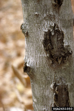beech bark canker, Neonectria coccinea var. faginata (Hypocreales: Nectriaceae) - 2651050