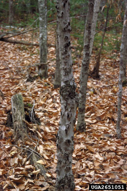 beech bark canker, Neonectria coccinea var. faginata (Hypocreales: Nectriaceae) - 2651051