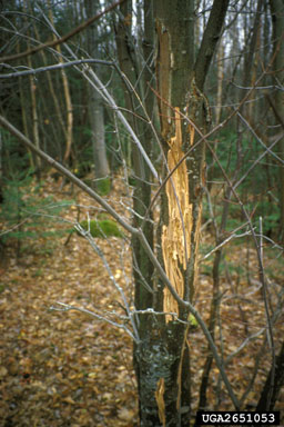 black bear, Ursus americanus  (Carnivora: Ursidae) - 2651053
