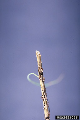 rabbit (  ) on loblolly pine (Pinus taeda ) - 2651056