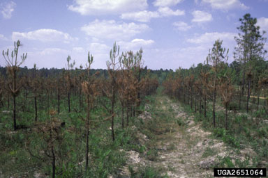 fire on slash pine (Pinus elliottii ) - 2651064