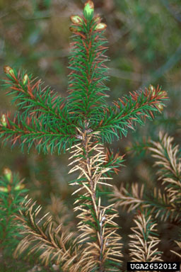 spruce needle cast/blight (Lirula macrospora ) on Sitka spruce (Picea sitchensis ) - 2652012