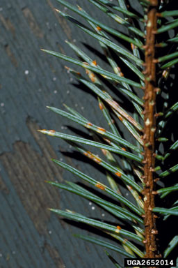 spruce needle rust (Chrysomyxa weirii ) on Sitka spruce (Picea sitchensis ) - 2652014