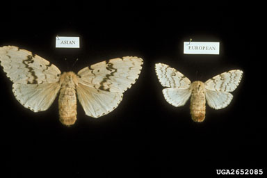 gypsy moth, Lymantria dispar  (Lepidoptera: Lymantriidae) - 2652085