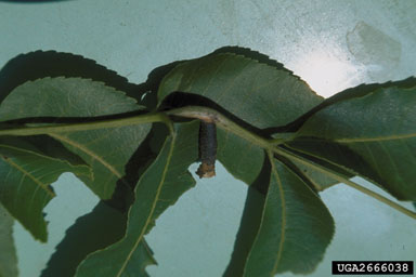 pecan leaf casebearer (Acrobasis juglandis ) on pecan (Carya illinoinensis ) - 2666038