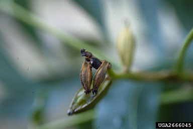 pecan nut casebearer (Acrobasis nuxvorella ) on pecan (Carya illinoinensis ) - 2666045