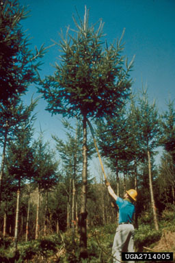 pruning (general) on Douglas-fir (Pseudotsuga menziesii ) - 2714005