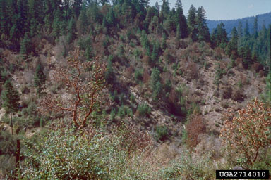 herbicides (general) (  ) on Douglas-fir (Pseudotsuga menziesii ) - 2714010