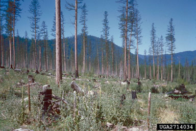 seed tree on western larch (Larix occidentalis ) - 2714034