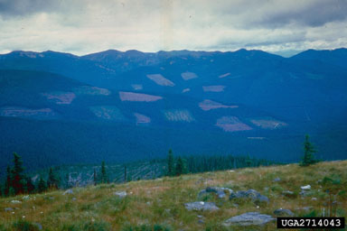 clearcut,    - 2714043