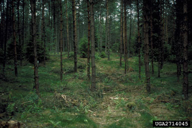 thinning (stand) on Scots pine (Pinus sylvestris ) - 2714045