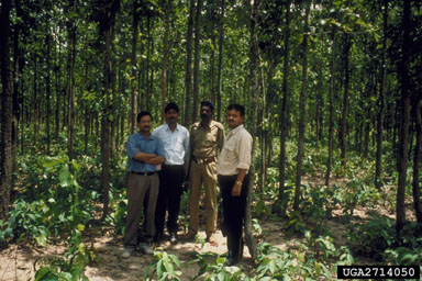 coppice on sal tree (Shorea robusta ) - 2714050