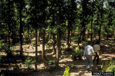 coppice on sal tree (Shorea robusta ) - 2714051
