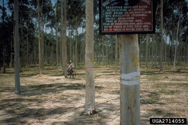 seed orchard/seed production areas on eucalyptus (Eucalyptus spp. ) - 2714055