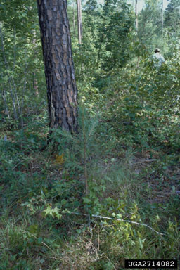 shelterwood on loblolly pine (Pinus taeda ) - 2714082