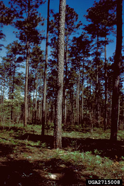 longleaf pine, Pinus palustris  (Pinales: Pinaceae) - 2715008