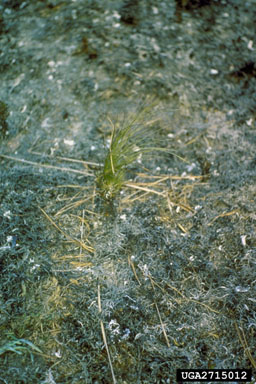 fire on longleaf pine (Pinus palustris ) - 2715012