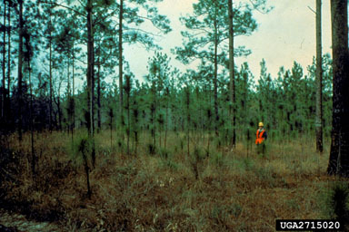 longleaf pine, Pinus palustris  (Pinales: Pinaceae) - 2715020