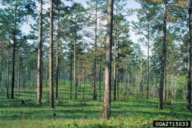 longleaf pine, Pinus palustris  (Pinales: Pinaceae) - 2715033