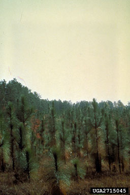 longleaf pine, Pinus palustris  (Pinales: Pinaceae) - 2715045