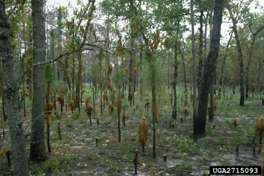 longleaf pine, Pinus palustris  (Pinales: Pinaceae) - 2715093