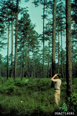 longleaf pine, Pinus palustris  (Pinales: Pinaceae) - 2716081