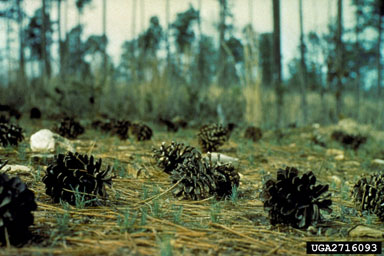 longleaf pine, Pinus palustris  (Pinales: Pinaceae) - 2716093