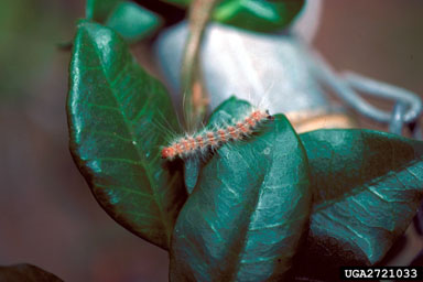 fall webworm, Hyphantria cunea  (Lepidoptera: Arctiidae) - 2721033