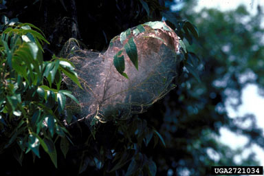 fall webworm, Hyphantria cunea  (Lepidoptera: Arctiidae) - 2721034