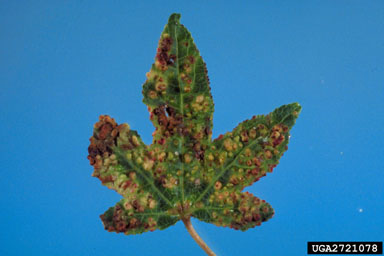 sweetgum scale (Diaspidiotus liquidambaris ) on sweetgum (Liquidambar styraciflua ) - 2721078