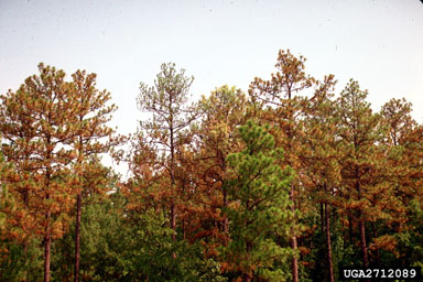 drought (  ) on longleaf pine (Pinus palustris ) - 2721089