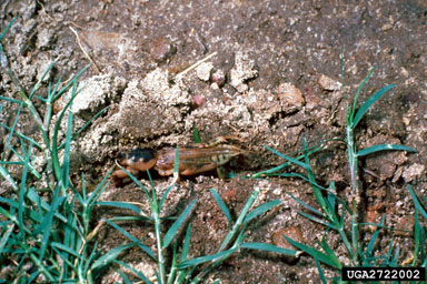 southern mole cricket, Scapteriscus borellii  (Orthoptera: Gryllotalpidae) - 2722002