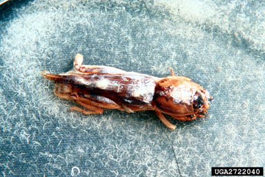 tawny mole cricket, Scapteriscus vicinus  (Orthoptera: Gryllotalpidae) - 2722040